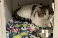 La SPA de l’Estrie lance sa campagne de financement 2025